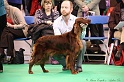 Crufts2011 274